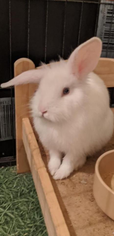 BelovedRabbits's tweet photo. Can you spot the difference? Nope neither can we but WE CAN ASSURE YOU... it's 3 different rabbits! 🐰🐇

Meet Pink, Orange &amp; Blue. Part of an unexpected litter!

The boys will be ready individually for adoption in 3-6 weeks after neutering.

https://t.co/OfNdjwFbiN

#adopt https://t.co/Ne74vwmCsA