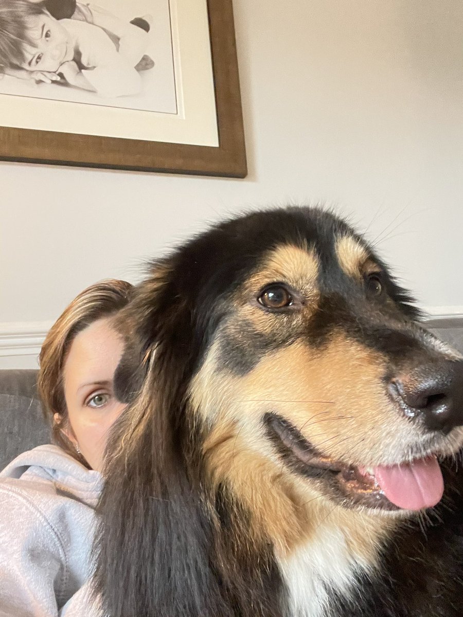 Kate_J_Willis's tweet photo. @ButternutBox Mishka - ears nowhere to be seen https://t.co/IDq0ZbBW2d