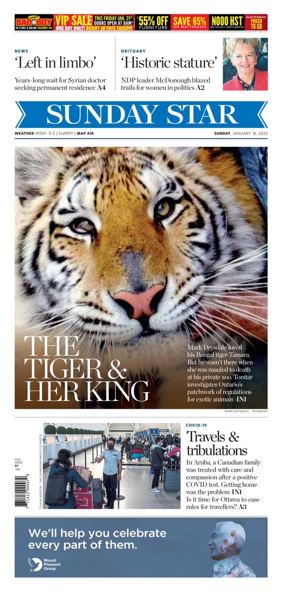 comma_chameleon's tweet photo. On Sunday’s @TorontoStar A1: After a Bengal tiger was killed at a private zoo near Algonquin Park, @GrantRants @sarahcrookall look at Ontario’s patchwork of laws on exotic animals. Plus: @shawnacohen on a COVID-interrupted holiday, and @aballinga on testing rules for travellers. https://t.co/dA17KNwZhJ