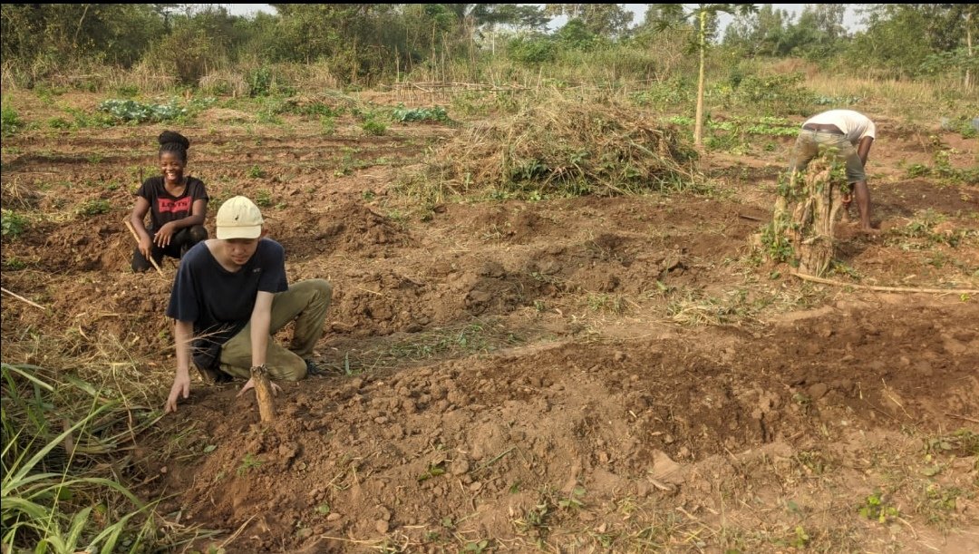 Roguy_Glaube1's tweet photo. Les activités continuent toujours sur la ferme agroécologique de VADD 🇹🇬 et du Gedam. Notre objectif n'a pas changé, aider les femmes dans leur activité génératrice de revenue. #Dové toujours fidèle au poste accompagner de #Micheline et #Paul. 
#VADD #228togo #TgTwittos https://t.co/FIcIlumJWq