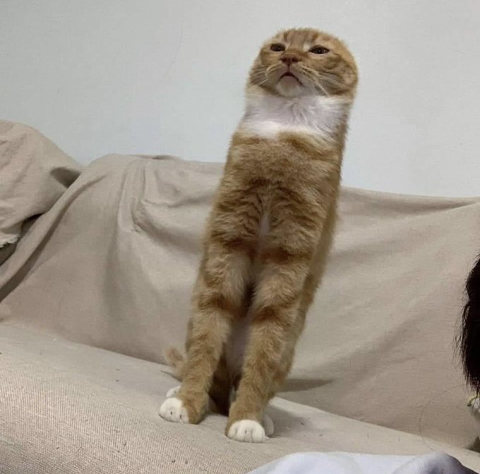 monopamelox's tweet photo. #Pameloinvestiga : Tenemos la foto del gato de Fantino . https://t.co/g3zKCNb6YW