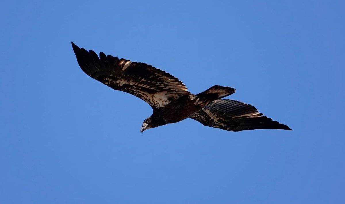 SuttonCenter's tweet photo. Juvenile bald eagles lack the bold white head and tail of adult eagles, instead being mostly brown with some white visible from below in the wing linings and tail. Over 4-5 years, they gradually attain the familiar plumage of adults. #RaptorWeek @OKWildlifeDept https://t.co/JcT39j6ZME