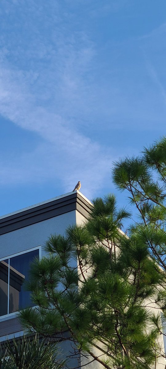 PLEASE_LOOK_UP's tweet photo. #PLEASELOOKUP
#BirdsSeenIn2022
clear sky https://t.co/dOcetyNSCa