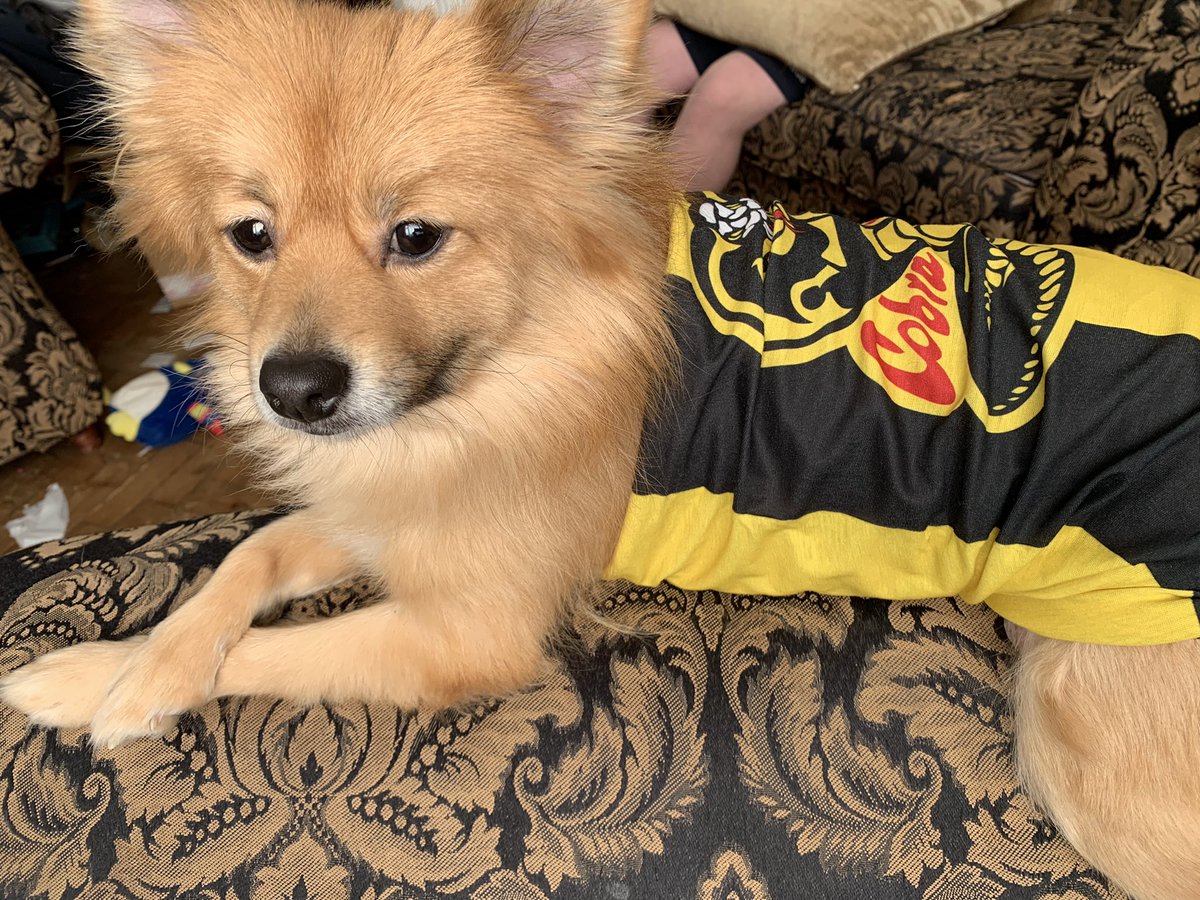 waynecoli's tweet photo. @CobraKaiSeries my dogs in training to be better guard dog .. demolishing her teddy’s on the floor and then sitting with her arms crossed https://t.co/aEUrk37A5O