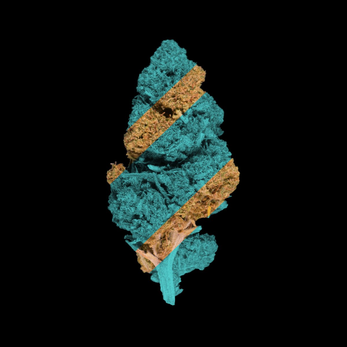 CannaCrypts tweet media