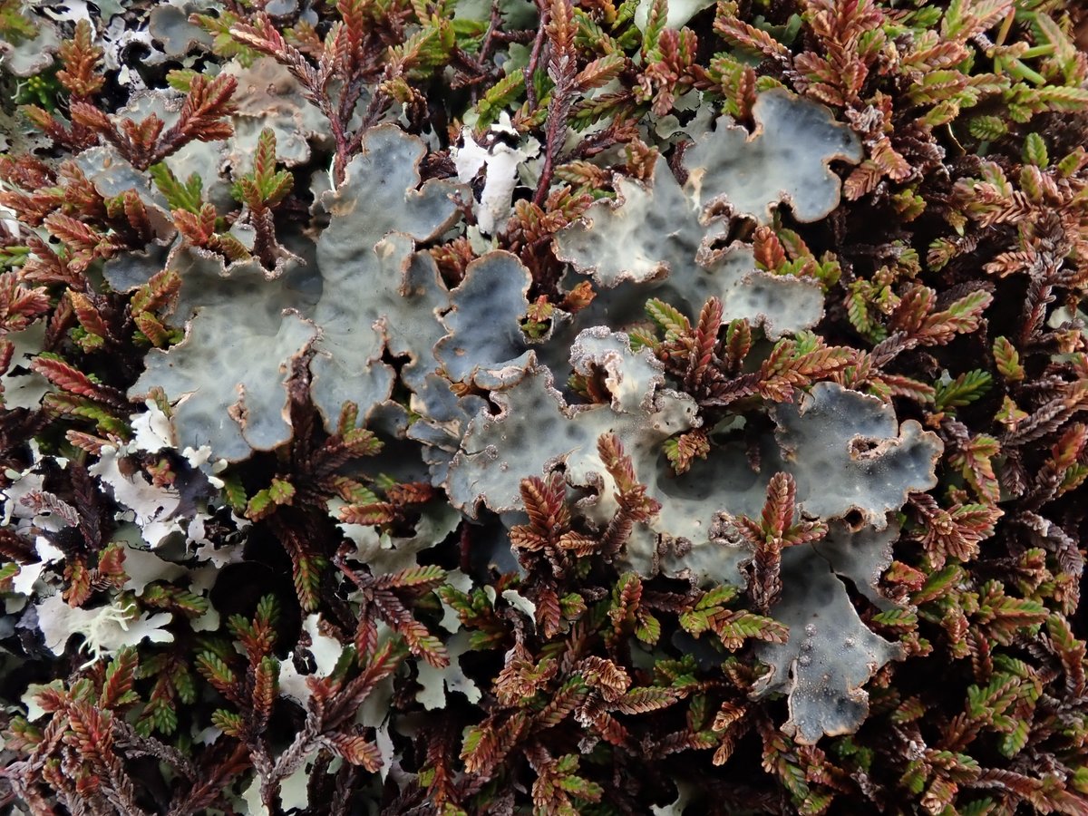 ... lobaria pulmonaria and lobaria scrobiculata on Samson today #scilly #lichens