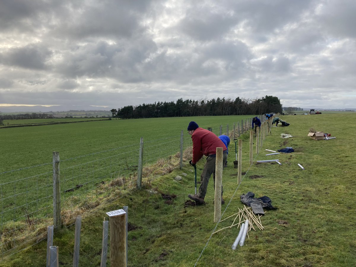 1000 new hedge plants in the ground thanks to 22 volunteers who turned out. Great work everyone  👊👍👌#FellFootForward #NorthPenninesAonb @WoodlandTrust