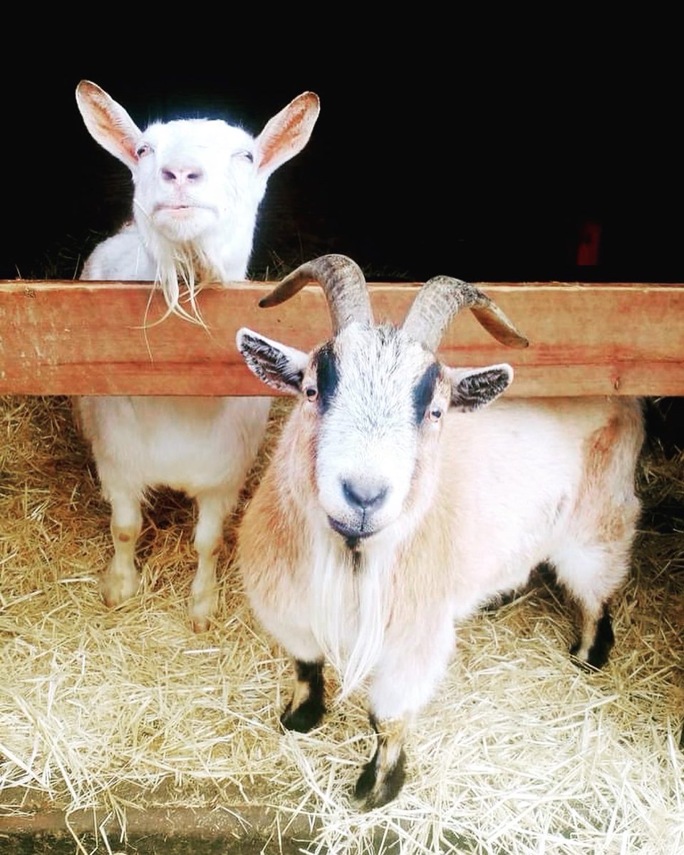 SAINTSrescue's tweet photo. Happy  Sunday.  Mabel, Chewy, SueSue, Hazel, Rupert and Ziggy all hope a picture of themselves refuels your soul and you get lost in the fun.  Best Wishes from all of us at SAINTS. 

#saintsrescue #animalsanctuary #barnanimal #sundayvibes https://t.co/joBNMlFtoy
