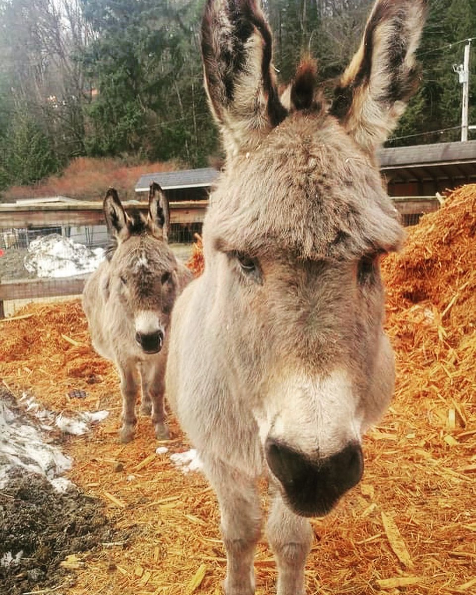 Happy  Sunday.  Mabel, Chewy, SueSue, Hazel, Rupert and Ziggy all hope a picture of themselves refuels your soul and you get lost in the fun.  Best Wishes from all of us at SAINTS. 

#saintsrescue #animalsanctuary #barnanimal #sundayvibes