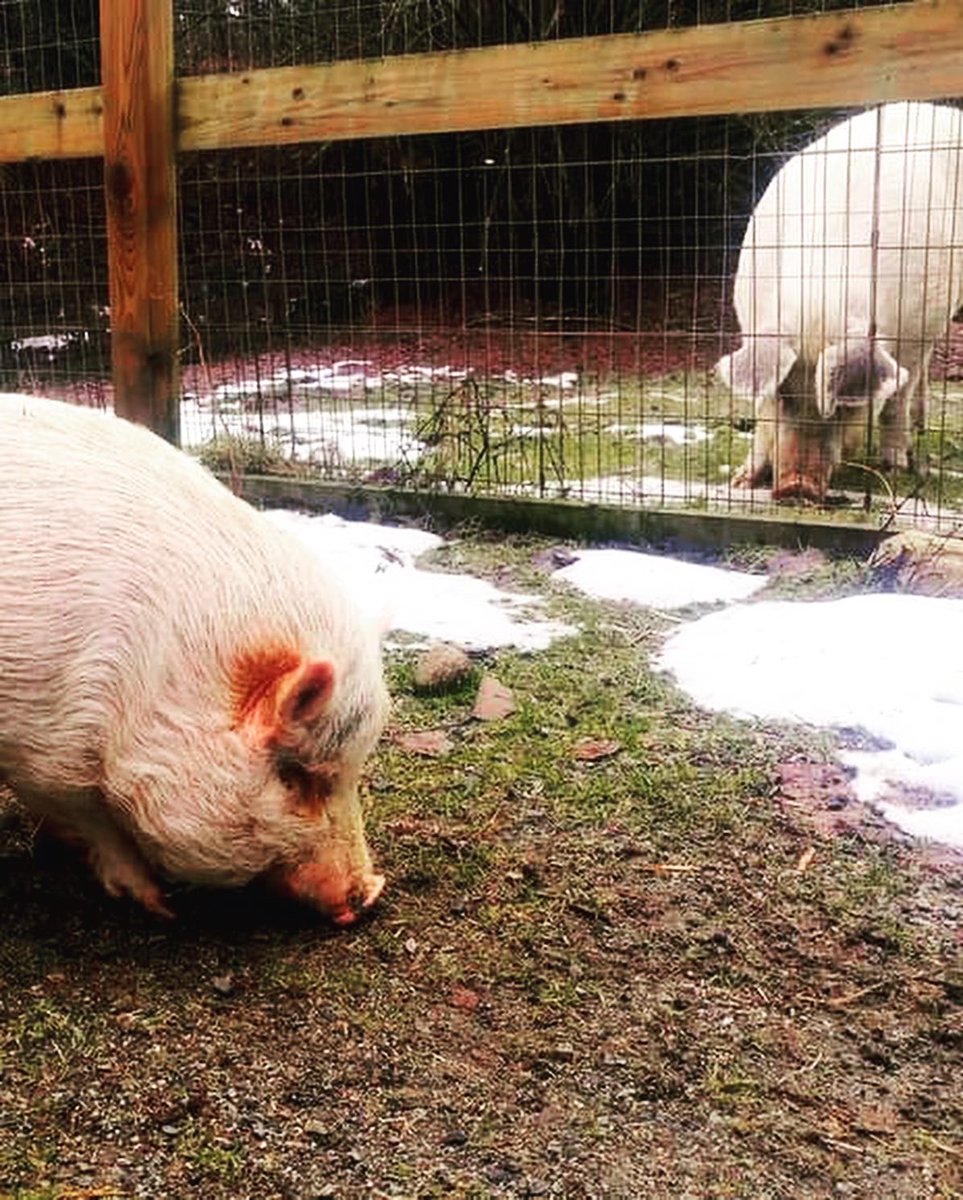 SAINTSrescue's tweet photo. Happy  Sunday.  Mabel, Chewy, SueSue, Hazel, Rupert and Ziggy all hope a picture of themselves refuels your soul and you get lost in the fun.  Best Wishes from all of us at SAINTS. 

#saintsrescue #animalsanctuary #barnanimal #sundayvibes https://t.co/joBNMlFtoy