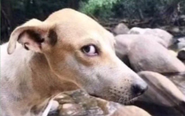 OOC ; ; 

there’s a bunch of compliments i can’t list from the top of my head 

your raiden is immaculate 😭