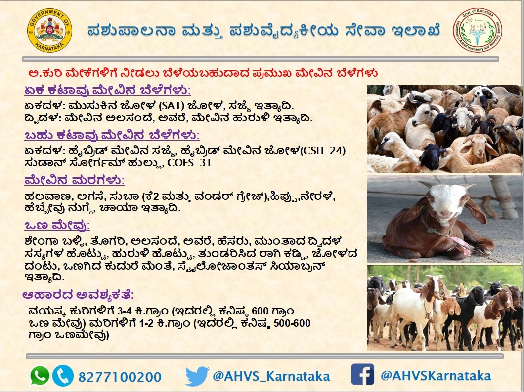 AHVS_Karnataka's tweet photo. ಕುರಿ-ಮೇಕೆಗಳ ಆಹಾರ ಮತ್ತು ಪೋಷಣೆಗಳ ವಿವರ
#SheepGoat #FodderManagement https://t.co/rwvci1WhNs