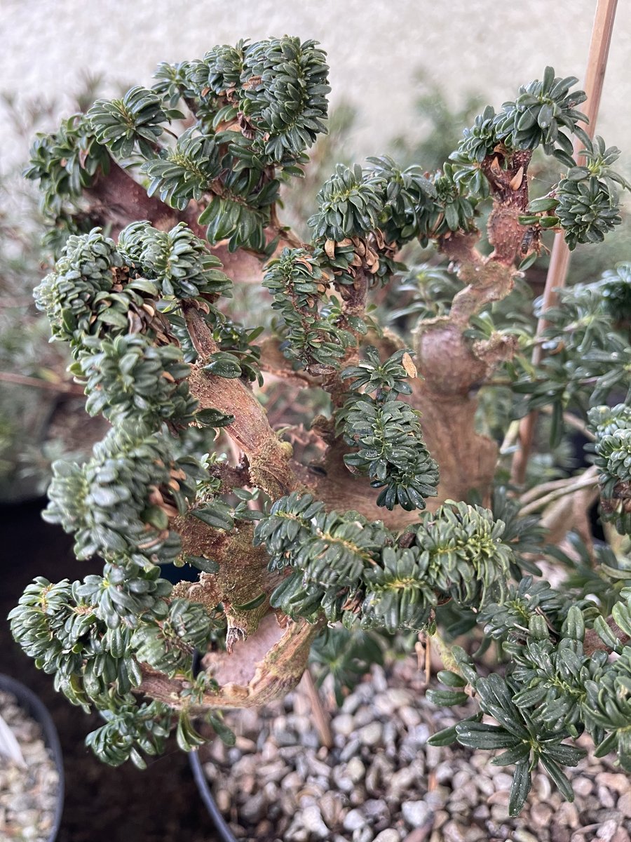 iplantsman's tweet photo. I have seen many plants with Fasciation of their stems, but never a Daphne. Loved this today. A novelty if ever there was one. Ian Christie has a great many excellent dwarf #Daphne, but this stood out. #plants #ukgrower #specialistplants #uknursery #scotland #alpines #SRGC https://t.co/j0QkKhU7vc