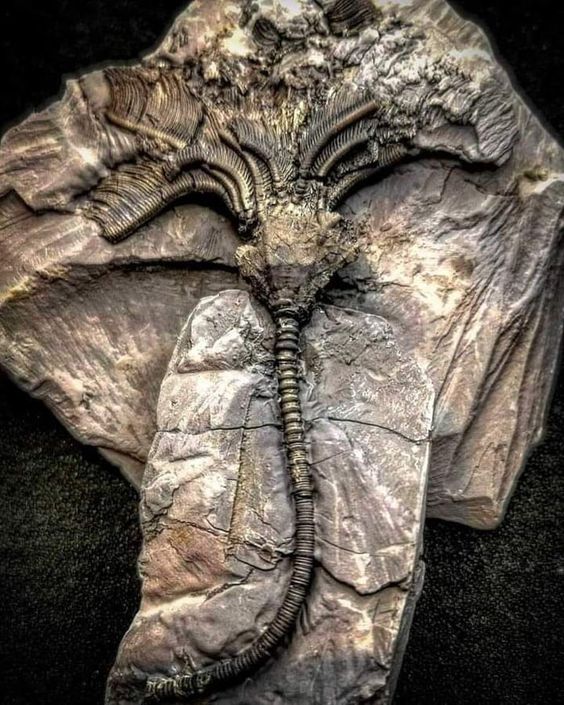 ᴊᴇʜ (ᴊ. ᴇ.) ʙʀᴜᴄᴇ, ꜱᴄɪꜰɪ & ꜰᴀɴᴛᴀꜱʏ ᴀᴜᴛʜᴏʀ tweet media