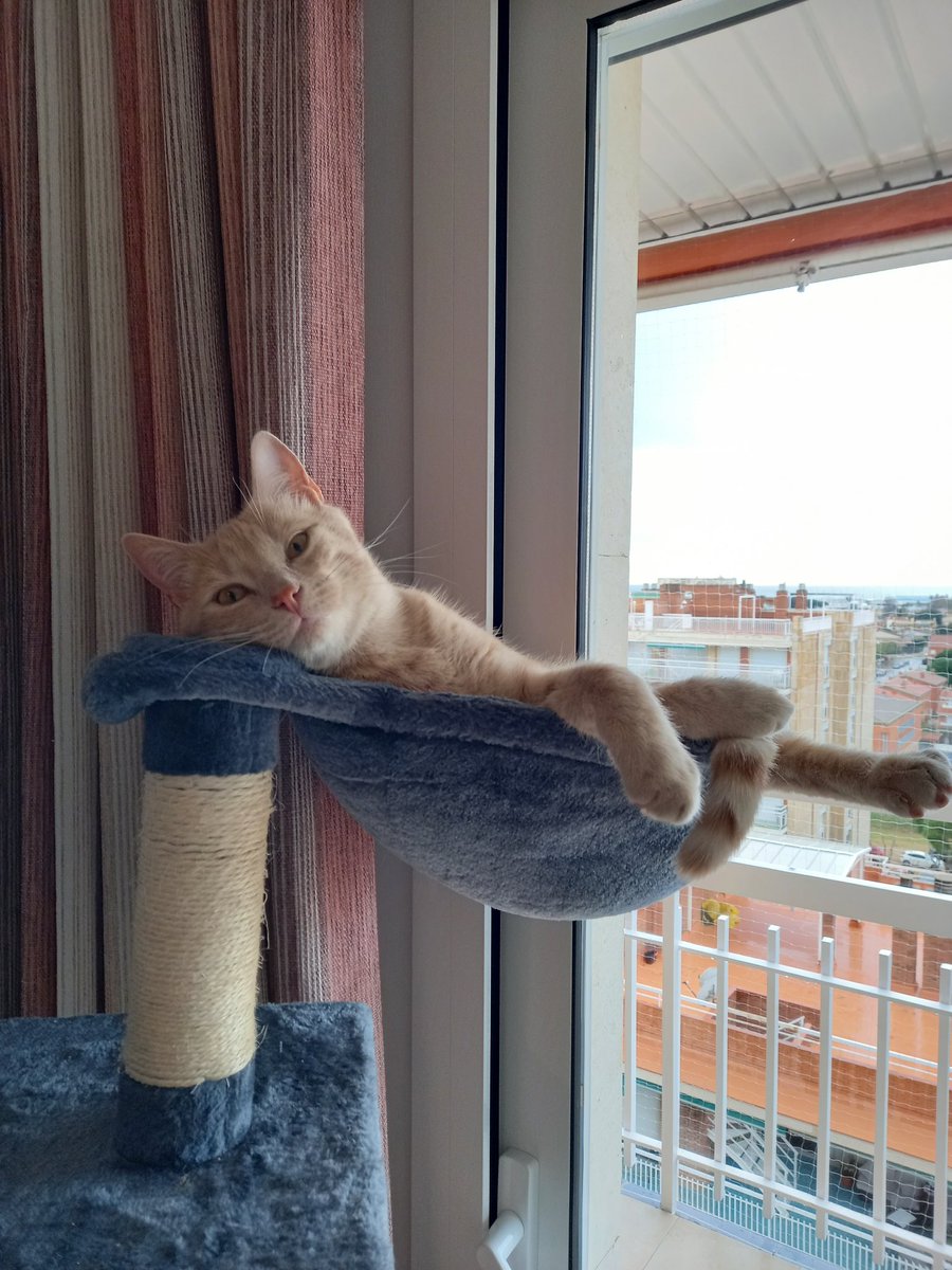 Helena Homs tweet media