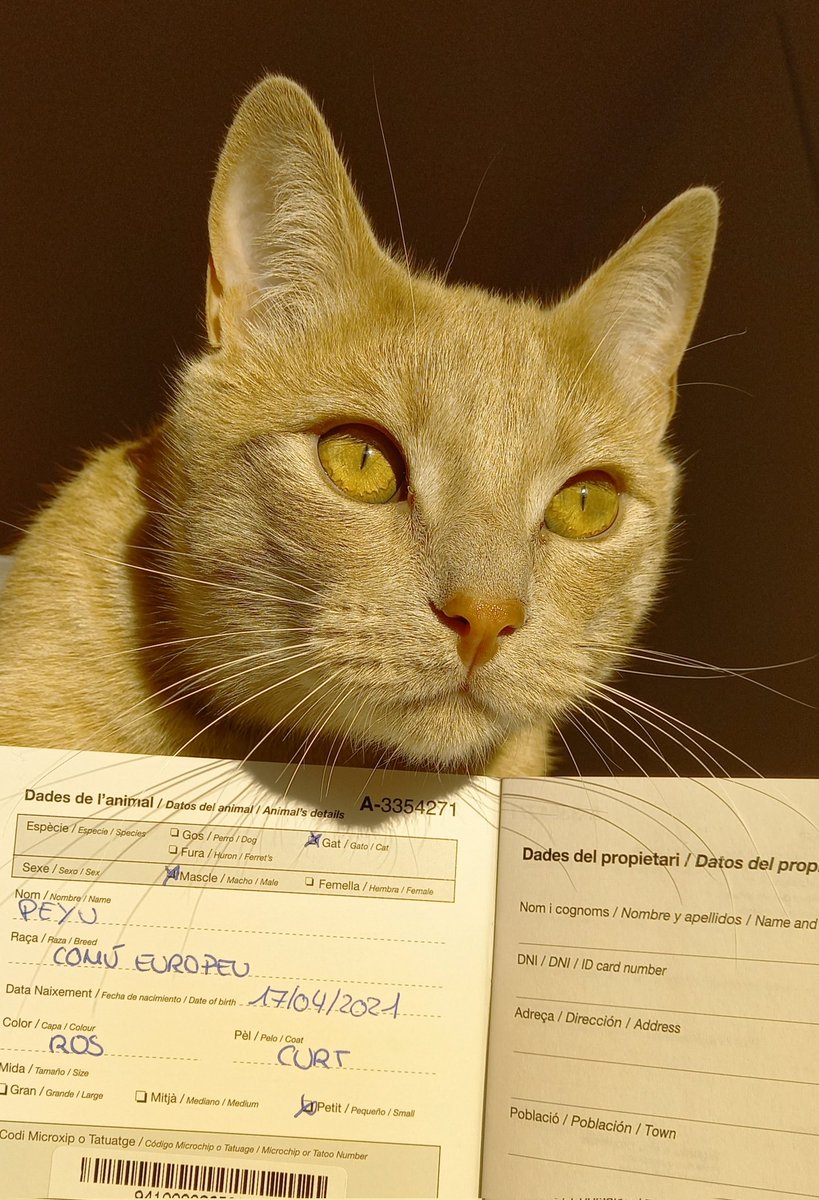 Helena Homs tweet media