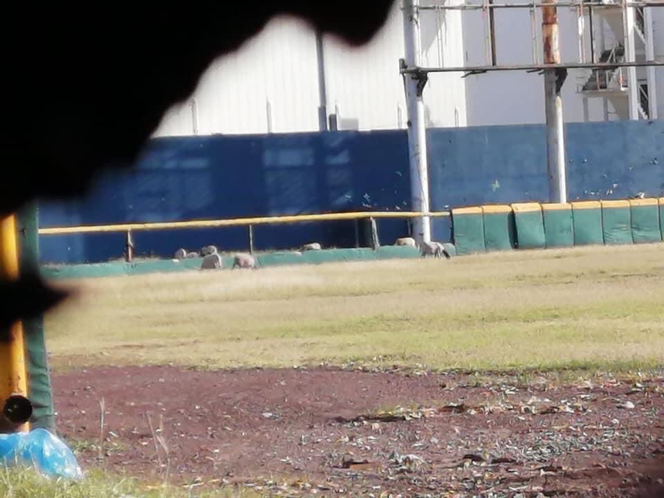 elaguilabeisbol's tweet photo. Como diría @reyruizsalsa: "Mirando cosas viejas, hallé una foto". 🎵

Así estaba El Nido hace dos años, flota. 😳 🐑🐑

¡QUÉ BONITO QUEDÓ CON LA REMODELACIÓN! 😍 https://t.co/XfdhnjJqaa