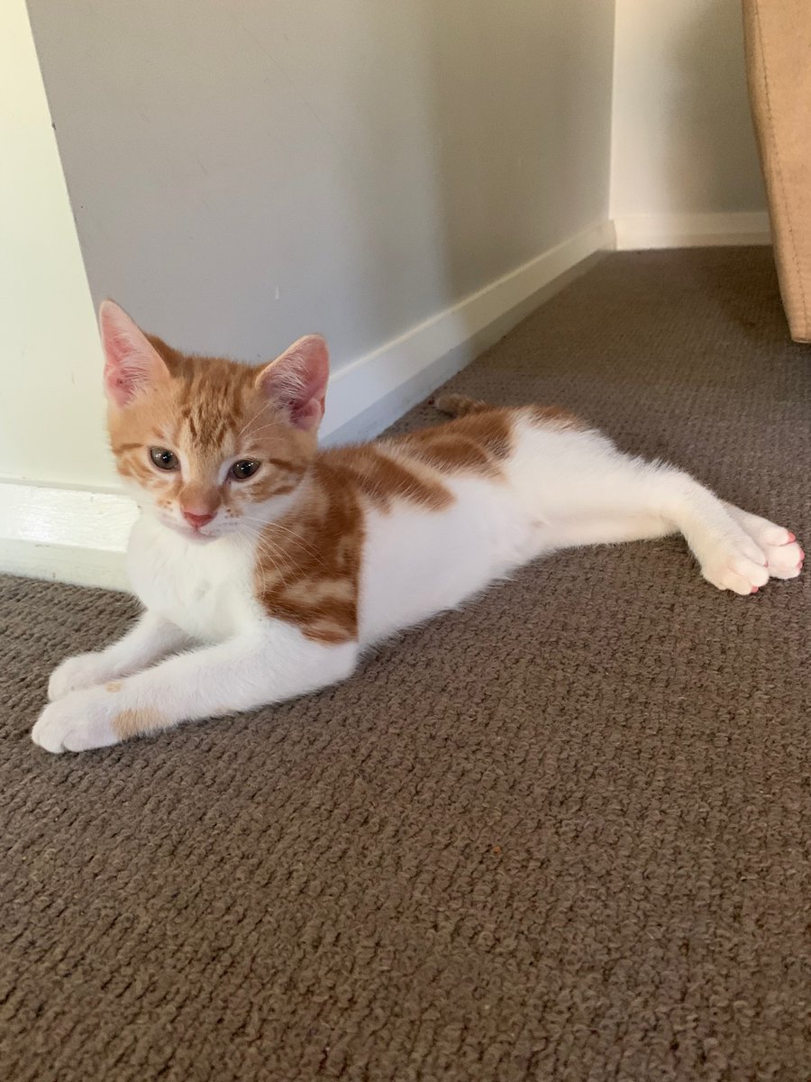 Brihadaranyaka4's tweet photo. Yesterday, we sent Tom, &amp; Mowee off to Sydney to their forever home, where they will be together. It was sad watching Willow looking for them everywhere after they left. But, I know they will meet up again with the sibling and mum play dates. Simba came up to say ‘bye’ to them. https://t.co/WS9xXfRYH7