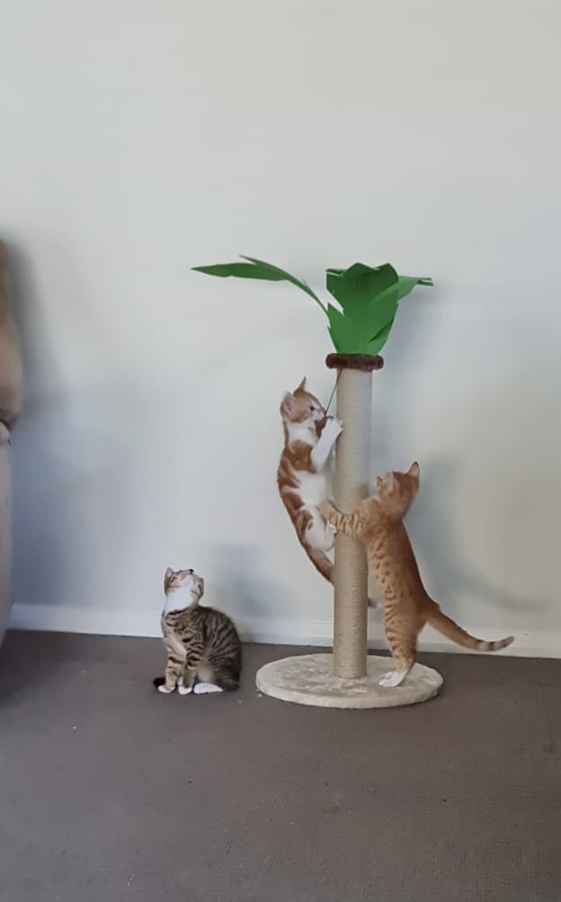 Brihadaranyaka4's tweet photo. Yesterday, we sent Tom, &amp; Mowee off to Sydney to their forever home, where they will be together. It was sad watching Willow looking for them everywhere after they left. But, I know they will meet up again with the sibling and mum play dates. Simba came up to say ‘bye’ to them. https://t.co/WS9xXfRYH7