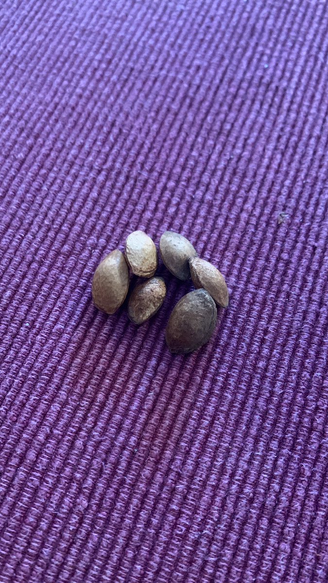 baconfest tweet media