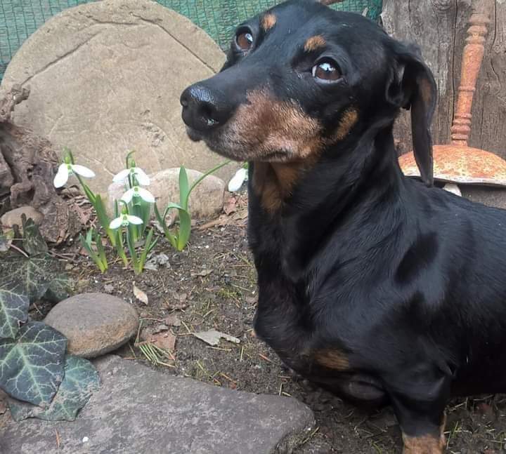 TrekiMaria's tweet image. Hédikénk hősiesen őrzi a hóvirágunkat a 
kertben.❤🐾