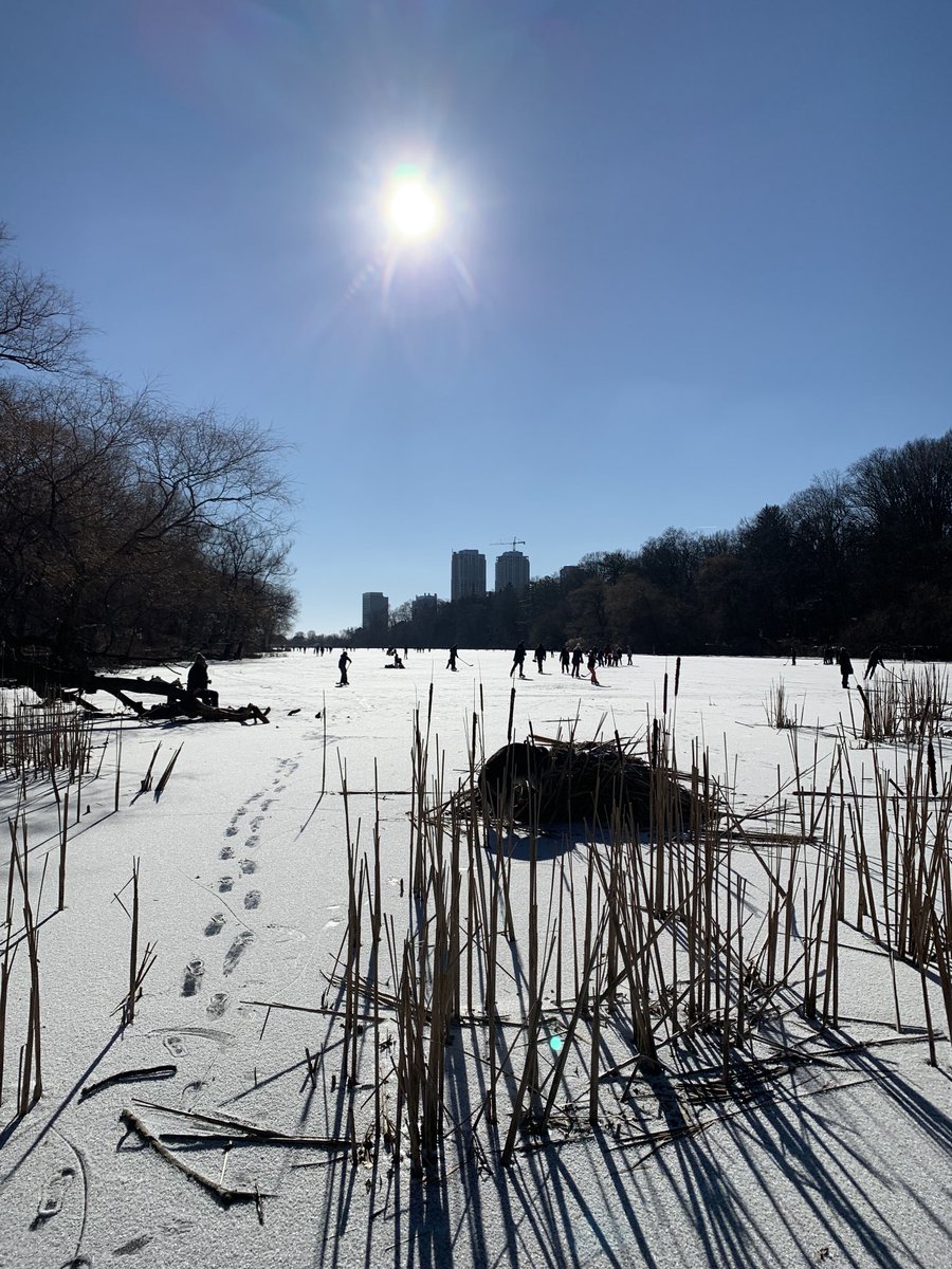 Fulfilled my duties as a Torontonian and did a couple laps around the pond this morning.