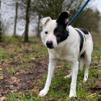 millypod1's tweet photo. 🆘15 JAN 2022. VERY NERVOUS DO NOT CHASE
SAM #Lost #ScanMe OLDER Border Collie Male
Animal Care, Blea Tarn Road #Scotforth #Lancaster #LA2 He was last seen crossing the fields off Langthwaite road at 4:15pm
SIGHTINGS PLZ ☎️01524 65495 / 07877 811532
https://t.co/KIJkisti74 https://t.co/qam2BZFaV9