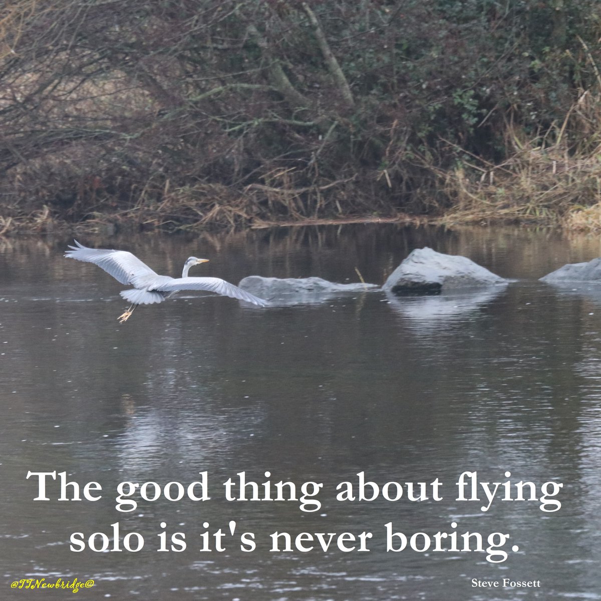 TTNewbridge's tweet photo. It is said:-
When a heron flies up-river it is a sign of bad weather.
When a heron flies down-river it is a sign of good weather.
Above quote ex @duchas_ie #SchoolsCollection
Wonder what is forecast when a #Heron flies across the river - a strangley mild January perhaps... https://t.co/6CrUXFvKSX