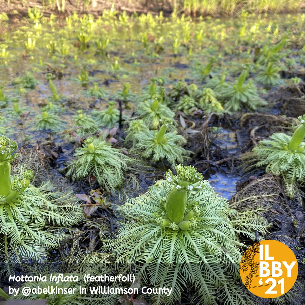 ILplants's tweet photo. Sharing some of the gorgeous plant photos from the Illinois Botanists Big Year 2021: Trillium recurvatum, Hottonia inflata, Liatris cylindracea, Allium tricoccum https://t.co/BF8s0SSfbD