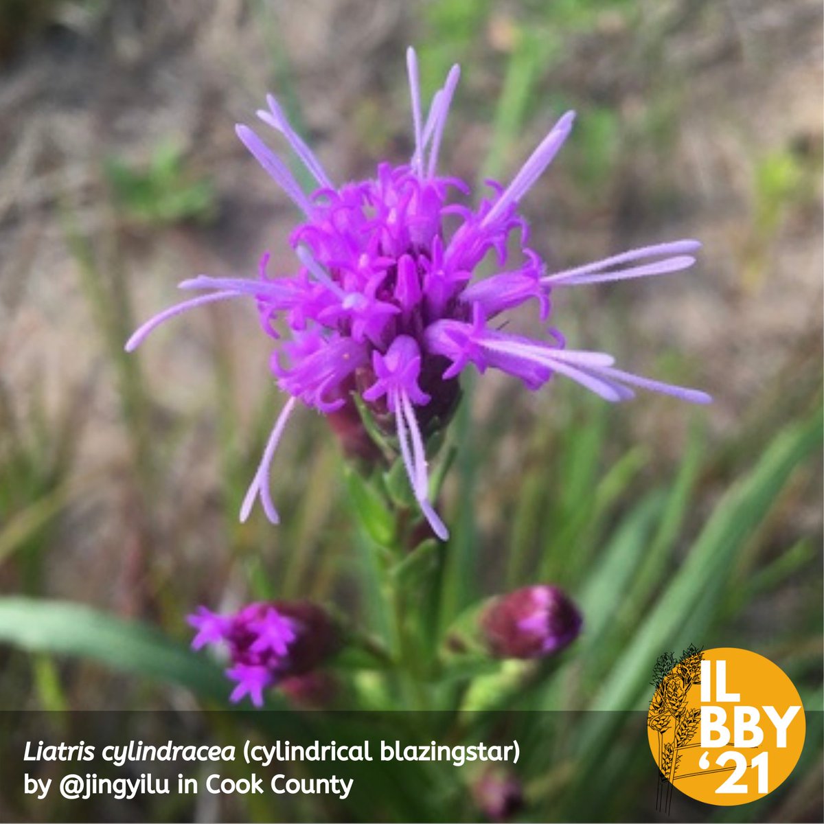 ILplants's tweet photo. Sharing some of the gorgeous plant photos from the Illinois Botanists Big Year 2021: Trillium recurvatum, Hottonia inflata, Liatris cylindracea, Allium tricoccum https://t.co/BF8s0SSfbD