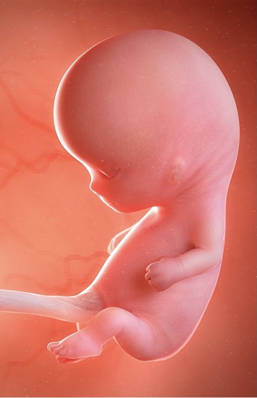 mardenoticiasgr's tweet photo. #Guerrero | APROBAR A LA BREVEDAD ABORTO LEGAL, PIDEN DIPUTADAS DE MORENA A COMISIÓN DE JUSTICIA 
➡️ Exhortan a la “no agresión en ningún sentido” ya que “la sociedad avanza, no nos podemos quedar atrás”. Más información: https://t.co/SGktm9j9VD https://t.co/m5ClnIXDYZ