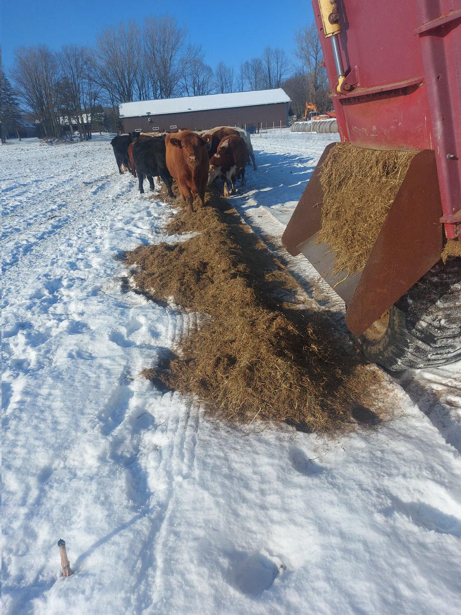ambryacres's tweet photo. 0 to 60 in 5 years!
So Tyler has built his cow herd up to 60 cows in 5 years but his big conundrum is finding pasture to continue growing to his goal of 100. He's looking for approx 100 acres of well fenced pasture with water in eastern Ontario for a long term lease. Pls Retweet https://t.co/UCgziddweF