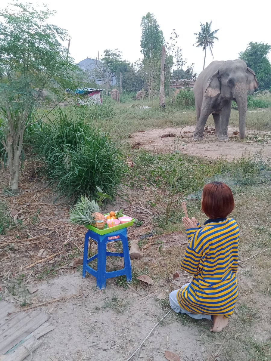 Plai_Leo's tweet photo. ขออำนาจบารมีของปะกำช้าง จงปกปักรักษาคุ้มครองทุกท่าน ขอให้มีแต่ความสุขความเจริญและพบเจอแต่สิ่งที่ดีนะคะ 🙏🙏🙏 #แม่ทาทากับพลายลีโอ #ช้างตกงาน https://t.co/sJr2fr22AL