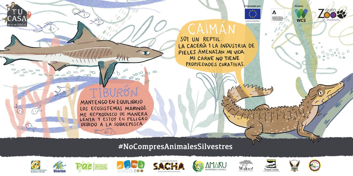 GEPE_ecuador's tweet photo. #TuCasaNoEsMiHábitat | En #Ecuador, cazar, vender o consumir carne de #AnimalesSilvestres está prohibido por la ley.  Entérate más siguiendo el enlace   https://t.co/HTRMXdpOk0
 #NoCompresAnimalesSilvestres https://t.co/Qg8YRMZ6aw