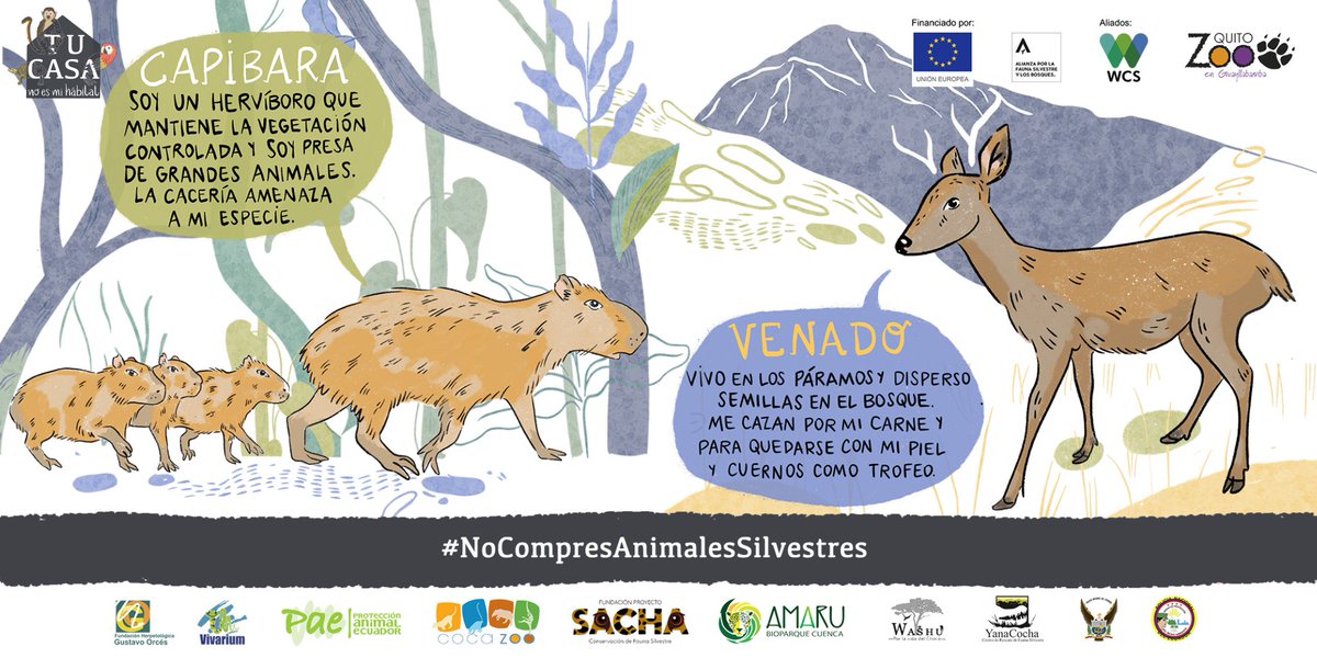 GEPE_ecuador's tweet photo. #TuCasaNoEsMiHábitat | En #Ecuador, cazar, vender o consumir carne de #AnimalesSilvestres está prohibido por la ley.  Entérate más siguiendo el enlace   https://t.co/HTRMXdpOk0
 #NoCompresAnimalesSilvestres https://t.co/Qg8YRMZ6aw