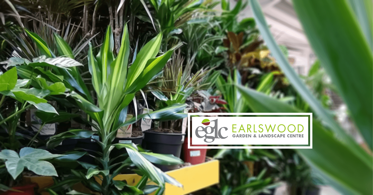 Multiple studies have proven that indoor #Plants keep you #Healthier &amp; happier #BrumHour
We have a wide range of #HousePlants to choose from, so come and see our plant collections this week 🌱 
earlswoodglc.co.uk