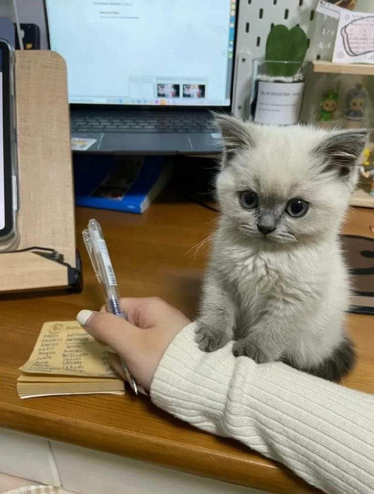 "study hard so you can buy me lots of tuna"🤍