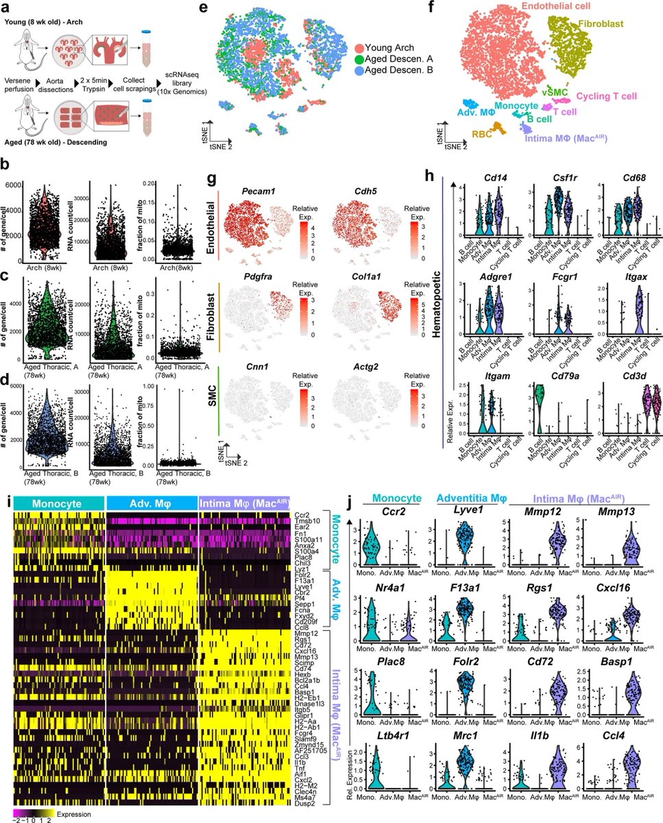 HaoYin20's tweet image. MacAIR have distinct phenotypes from aortic adventitial or organ-resident Mɸ

Intriguingly, how MacAIR quickly arise at the closing #DuctusArteriosus? Relevant to contracting SMC?🤓 

The shear-sensing machinery of MacAIR for migrating to &amp;amp; dwelling at regions of #TurbulentFlow?