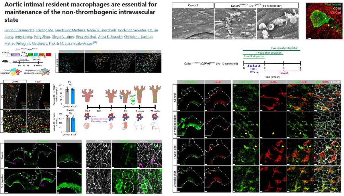 HaoYin20's tweet image. @ArispeLab @NatureCVR elegantly elucidates the lifespan &amp;amp; function of MacAIR, Aortic lumen-lining #Macrophage

They originate at closing #DuctusArteriosus, migrate to regions of #TurbulentFlow &amp;amp; expand with Age😎

They protect🐭aorta from microthrombi

nature.com/articles/s4416…