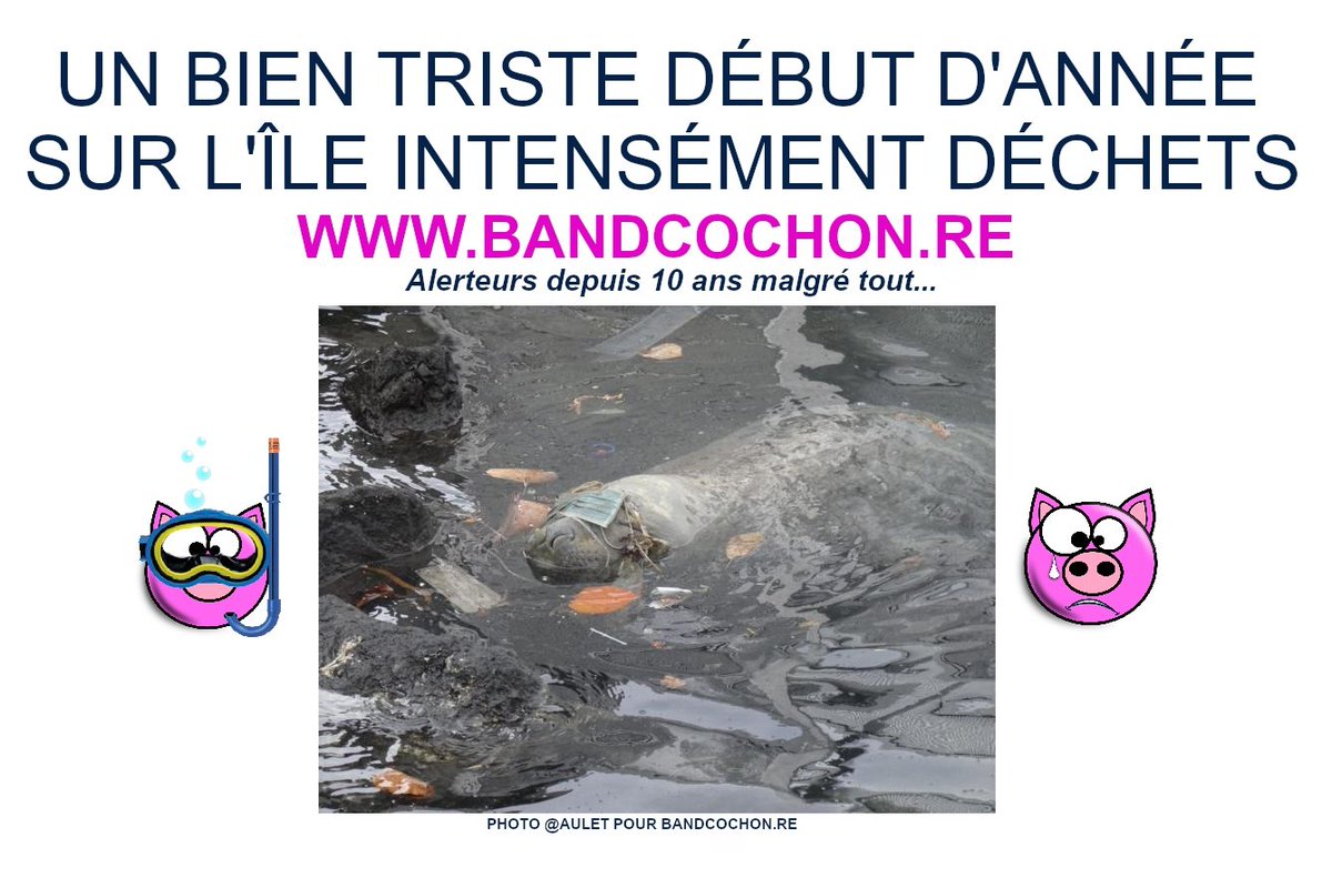 Début d'année sur l'île intense...  #LaRéunion #ÎledeLaRéunion #Déchets #Pollution #Dengue #Chikungunya #Leptospirose #Saturnisme Bandcochon.re #Alertes #Menaces #OnContinue #MalgréTout