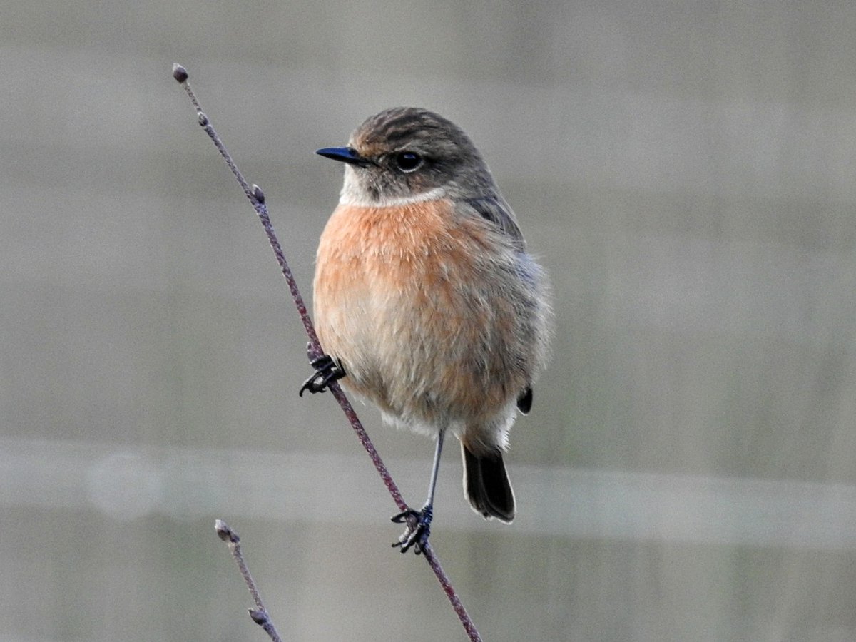 RileyIon's tweet photo. I never get tired of seeing Stonechat. https://t.co/wv5zlKNBph