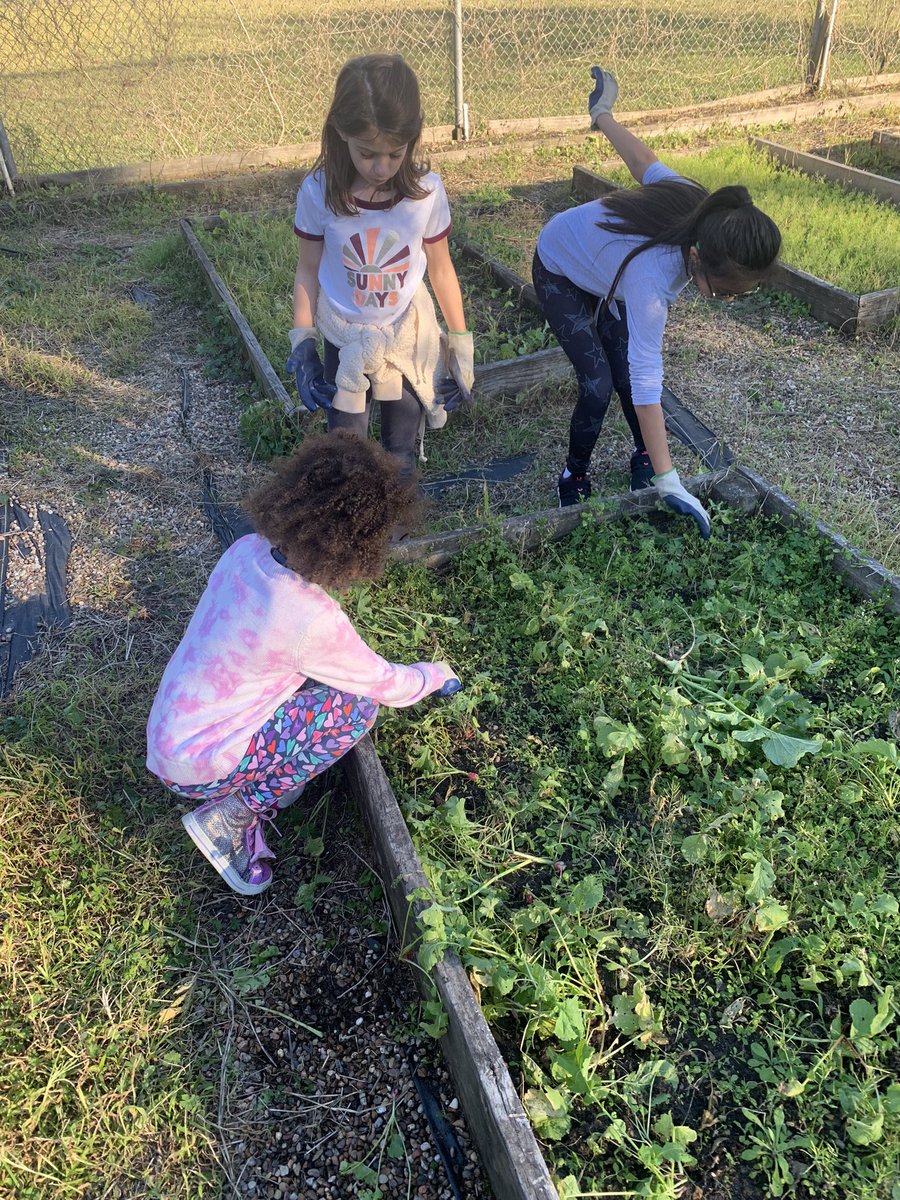 Oaks Garden Club’s first harvest!! <a href="/HumbleISD_OE/">Oaks Elementary</a> <a href="/Allison_C25/">Allison Chandler</a>