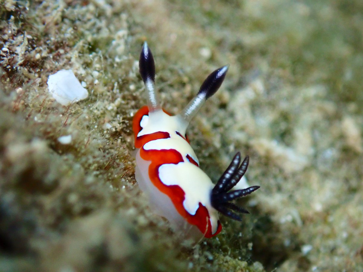 A burst of colour for #molluskmonday! This seems to be Goniobranchus fidelis. I feel that it is 80% rhinophores and 20% fluffy butt! #palau #nudibranch #seaslugs #pacificislands #teaminvert #marineinverts