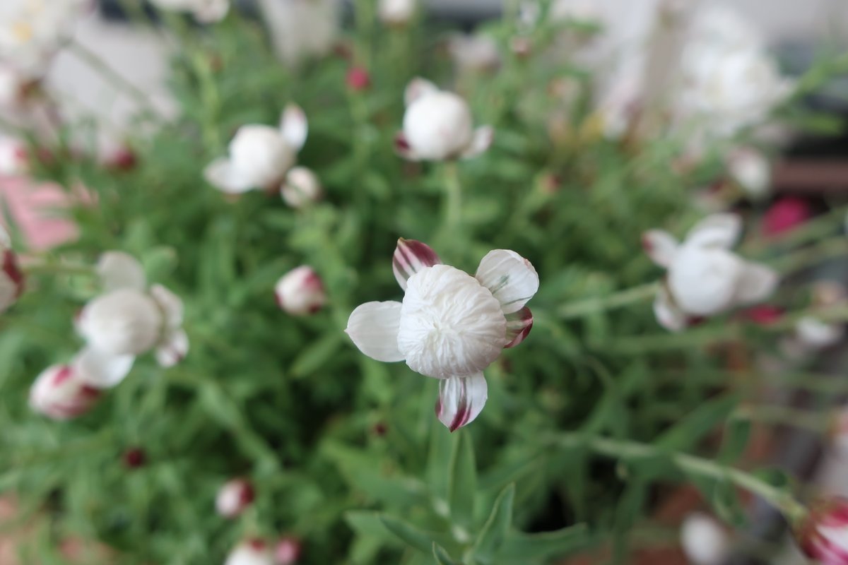 ささっち Ro38 こんにちは まだまだ沢山咲いてくれることでしょう 良き週になりますように Twitter