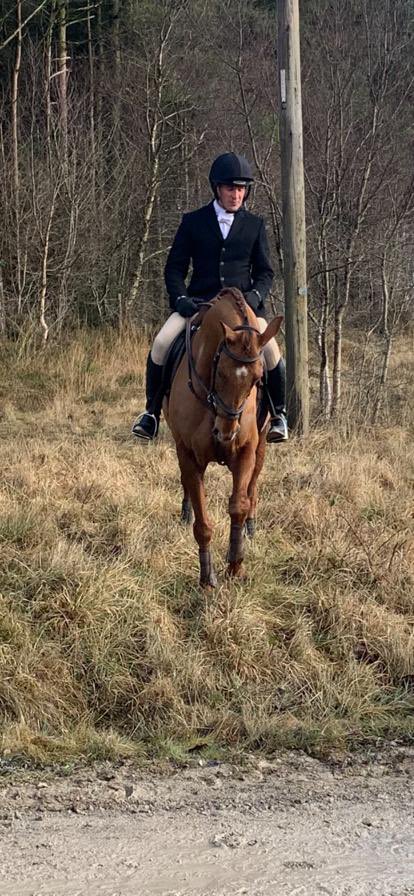 Definitly Red enjoying a day out with the Highmoor bloodhounds