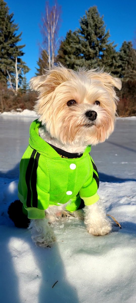 Greenies1st's tweet image. For all those who hear Charlie on spaces here is the cutie pie. #CuteDogs #Pets #SupportDogs #ServiceDog