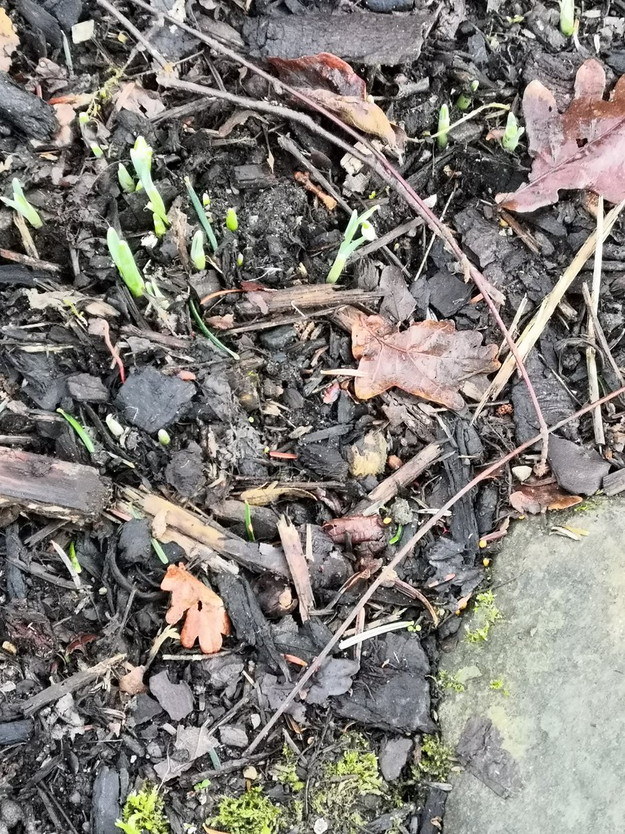 There's an army of snowdrops on the move at <a href="/RHSHarlowCarr/">RHS Harlow Carr</a>