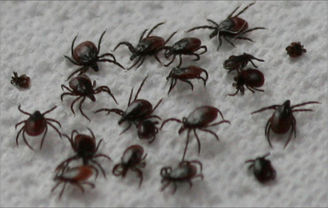 Roman Biek tweet media