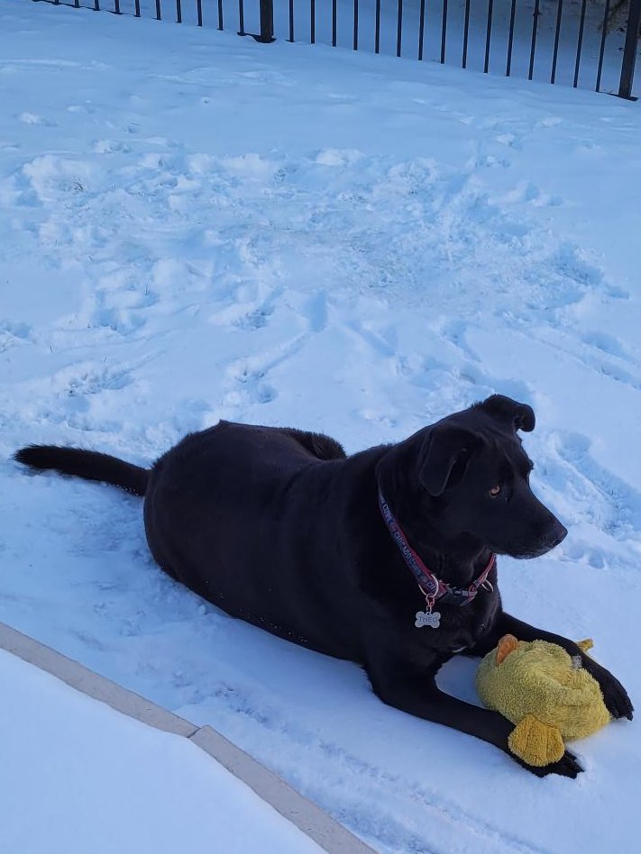 Just enjoying my snow ❄️💕🐾 #RescueDogs #blackdogs #labradors #dogsoftwitter