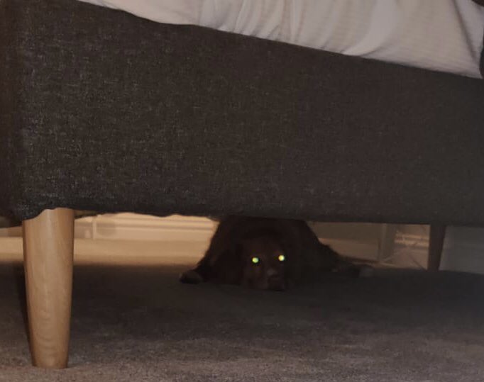 squirrel_patrol's tweet photo. Pippin enjoying the space under the bed on holiday .. could be a Jawa ?? https://t.co/sd8h0bdXRD
